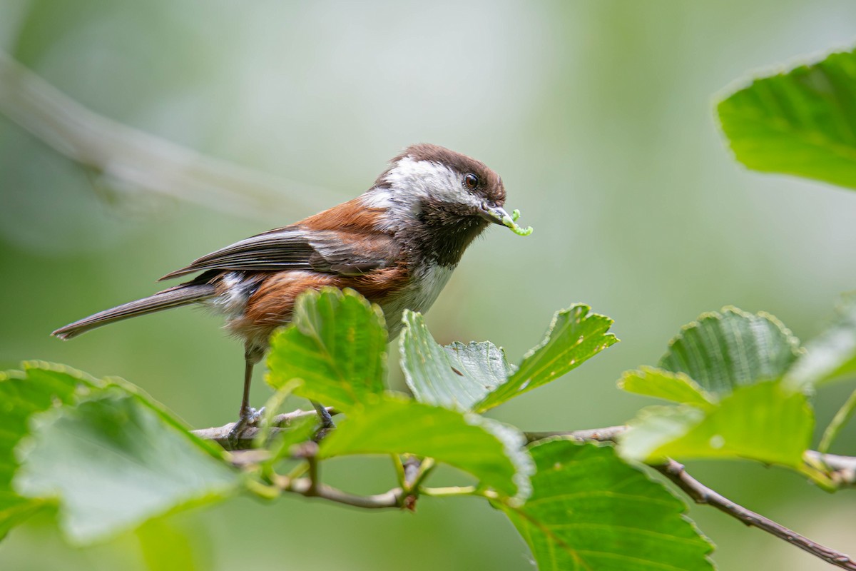 Chestnut-backed Chickadee - Jefferson Ashby