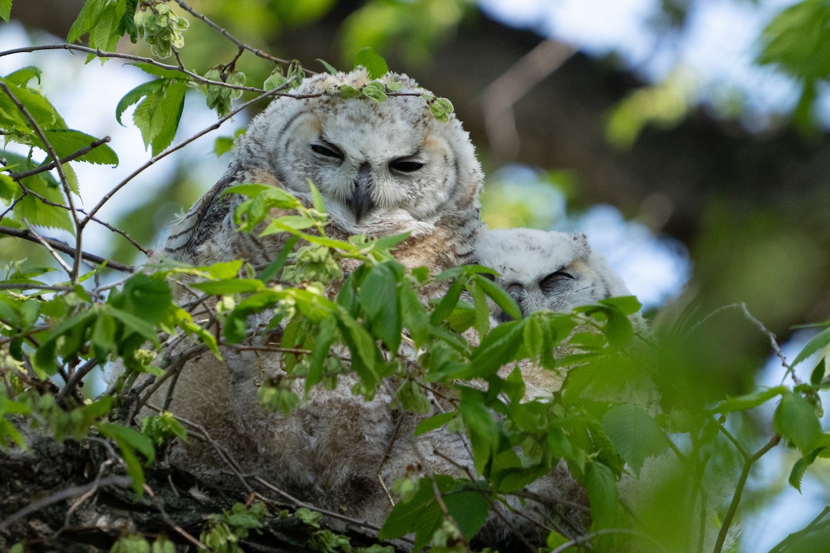 Great Horned Owl - Anonymous