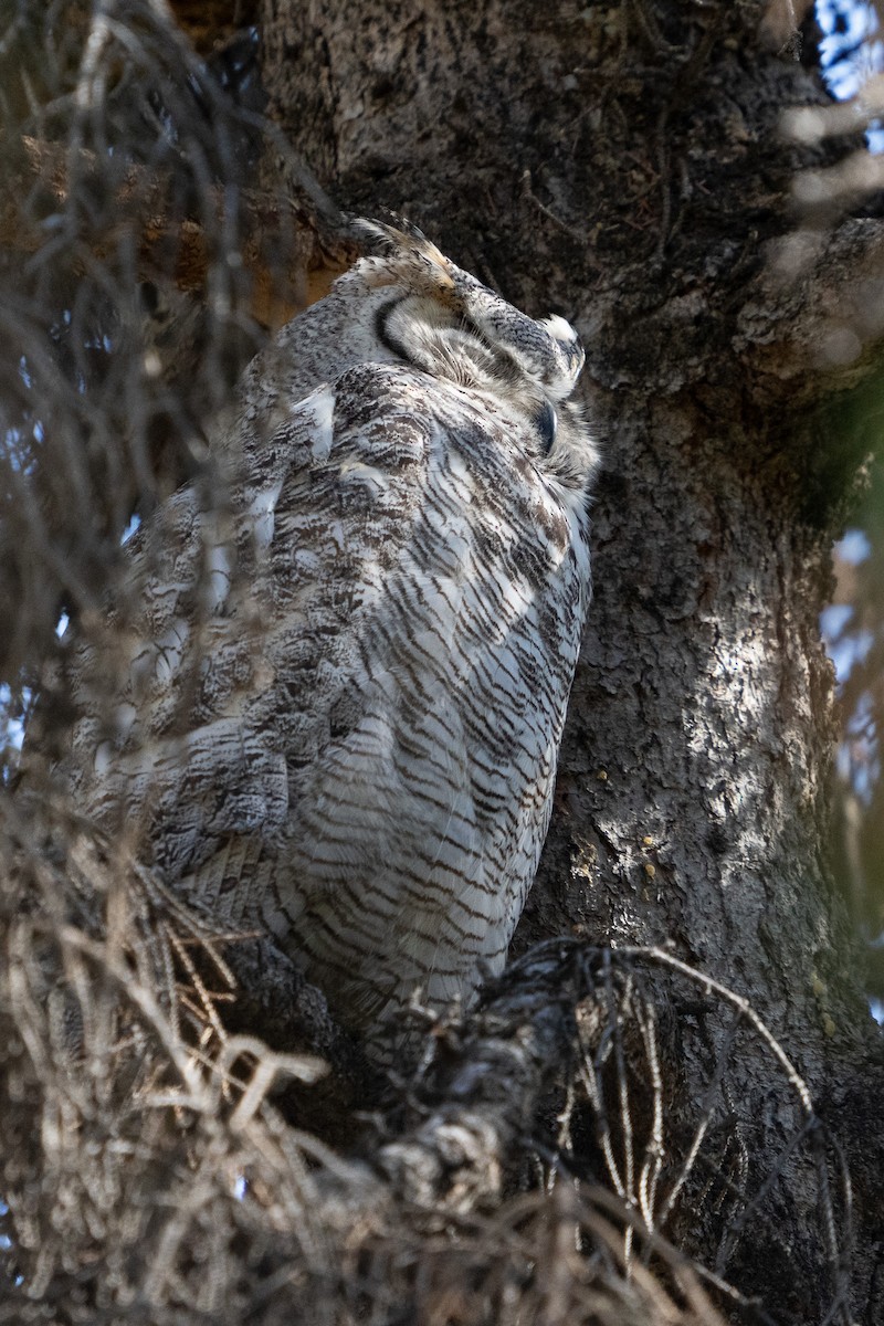 Great Horned Owl - ML619639925