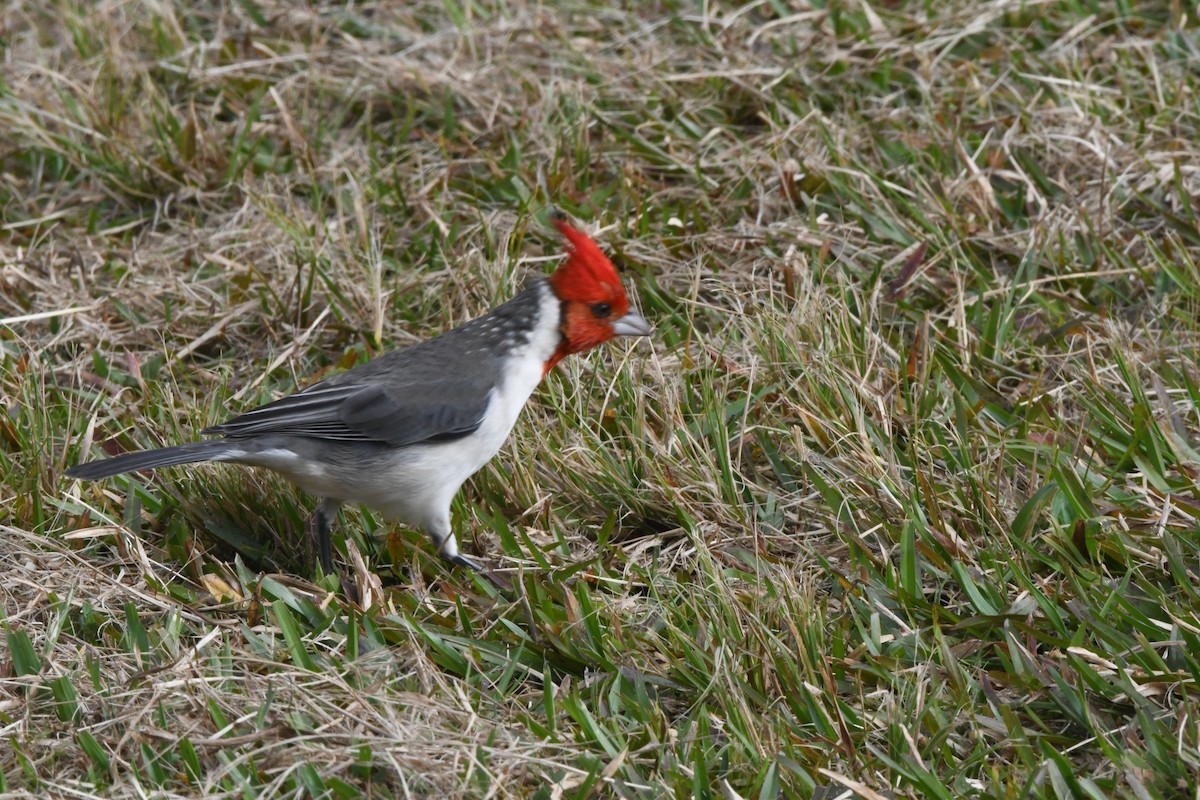 Red-crested Cardinal - Sarah Dix