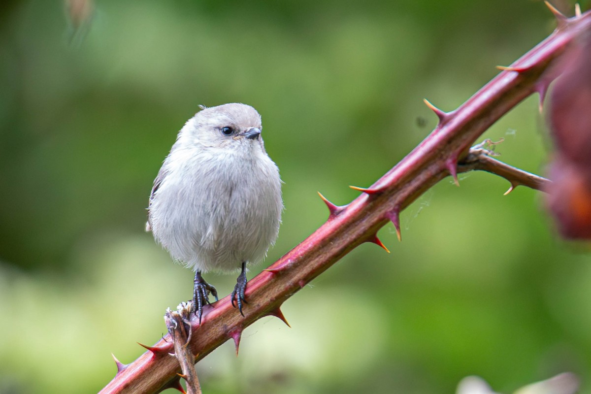 Bushtit - Jefferson Ashby