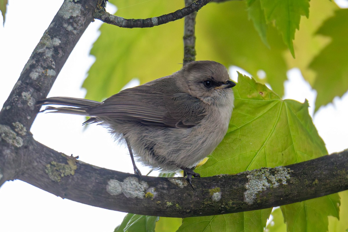 Bushtit - Jefferson Ashby