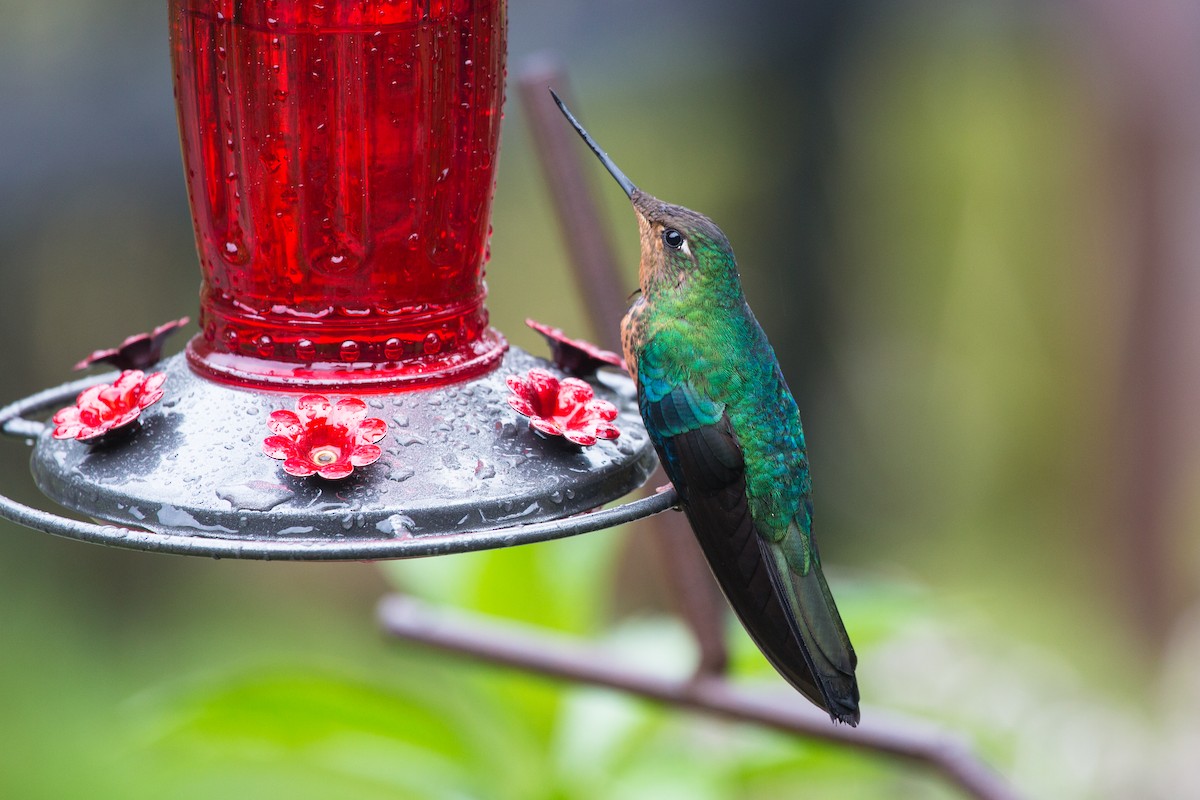 kolibřík modrokřídlý - ML619639937