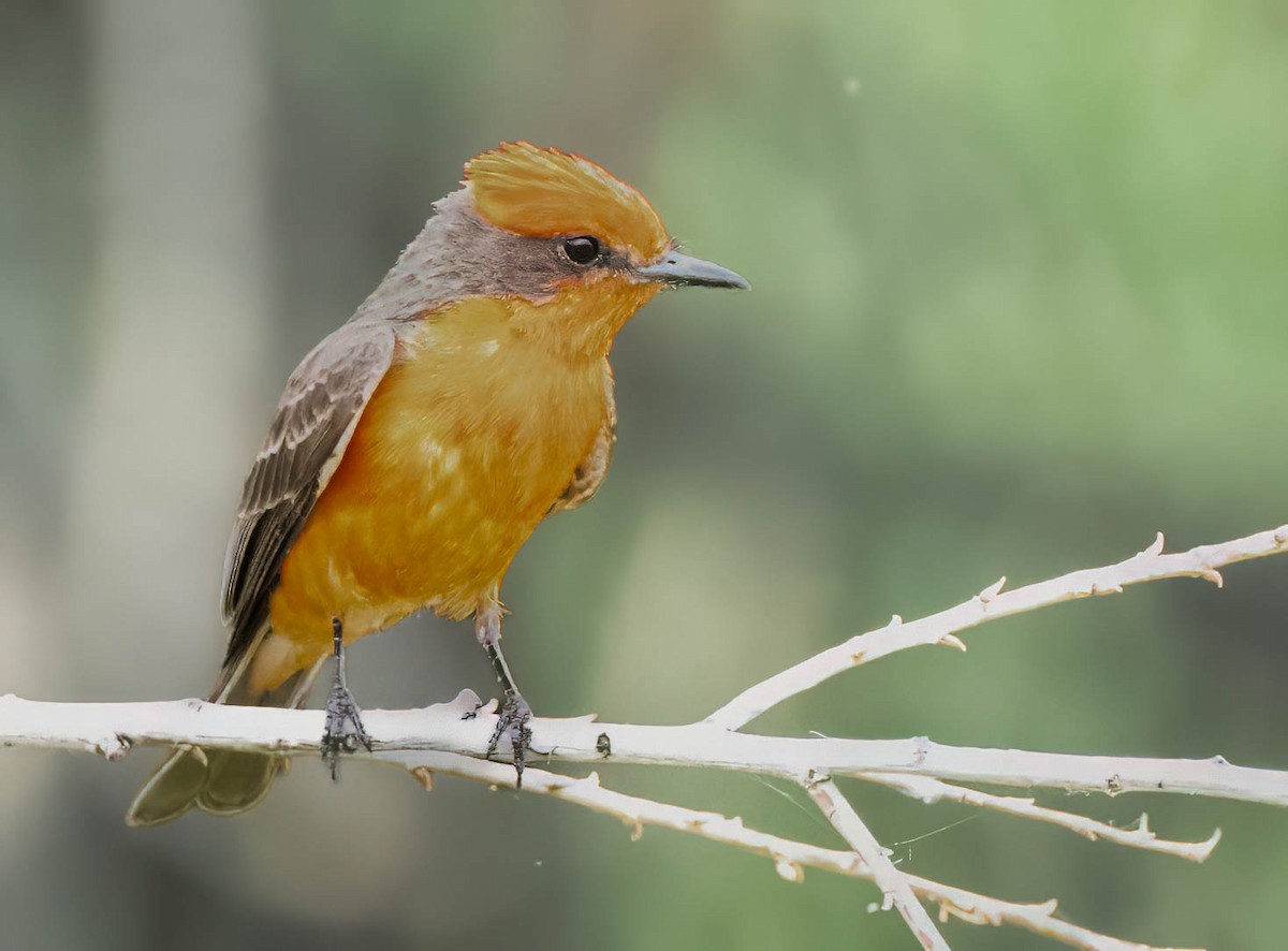 Vermilion Flycatcher - Howard Cox