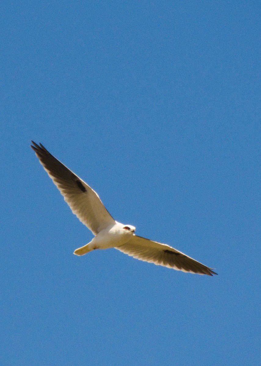 Black-shouldered Kite - Kent Warner