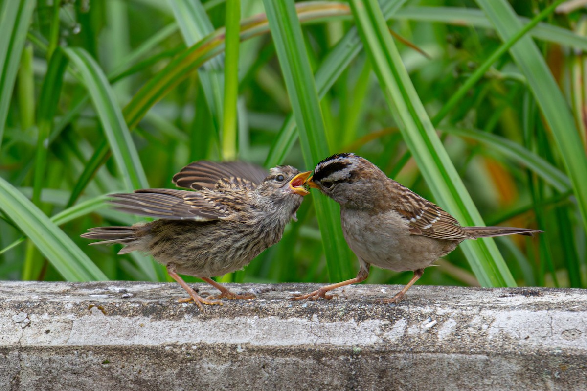 White-crowned Sparrow - Jefferson Ashby