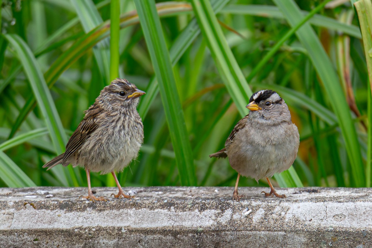 White-crowned Sparrow - Jefferson Ashby