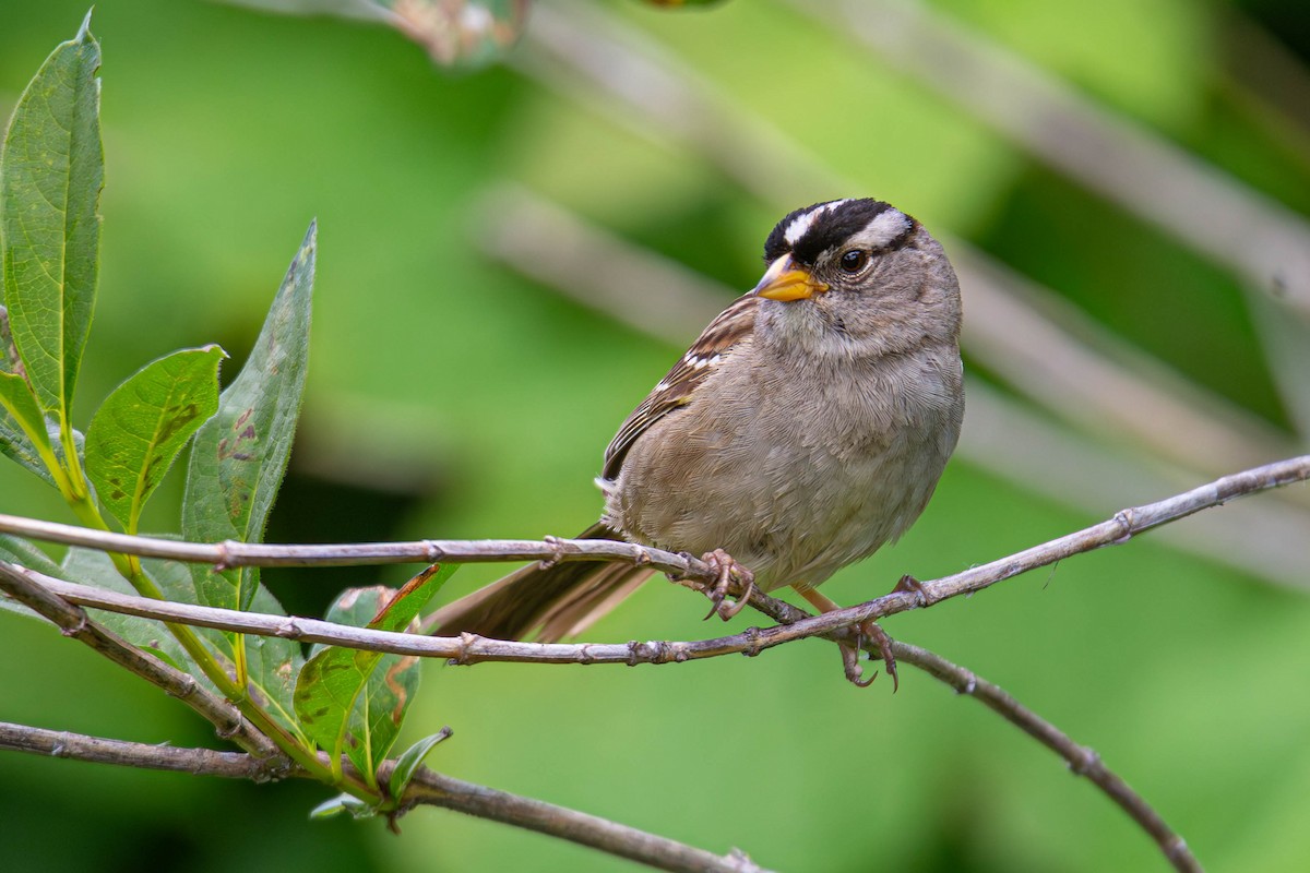 White-crowned Sparrow - Jefferson Ashby