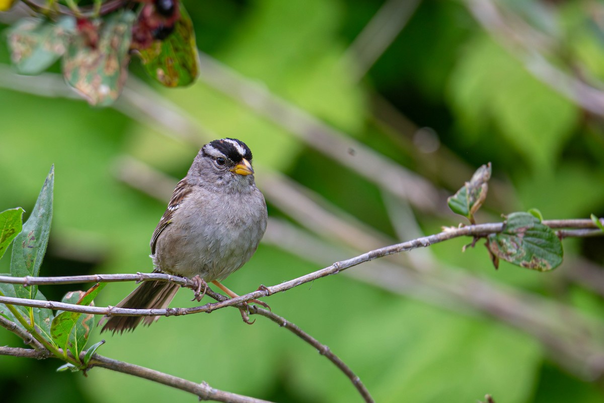 White-crowned Sparrow - Jefferson Ashby
