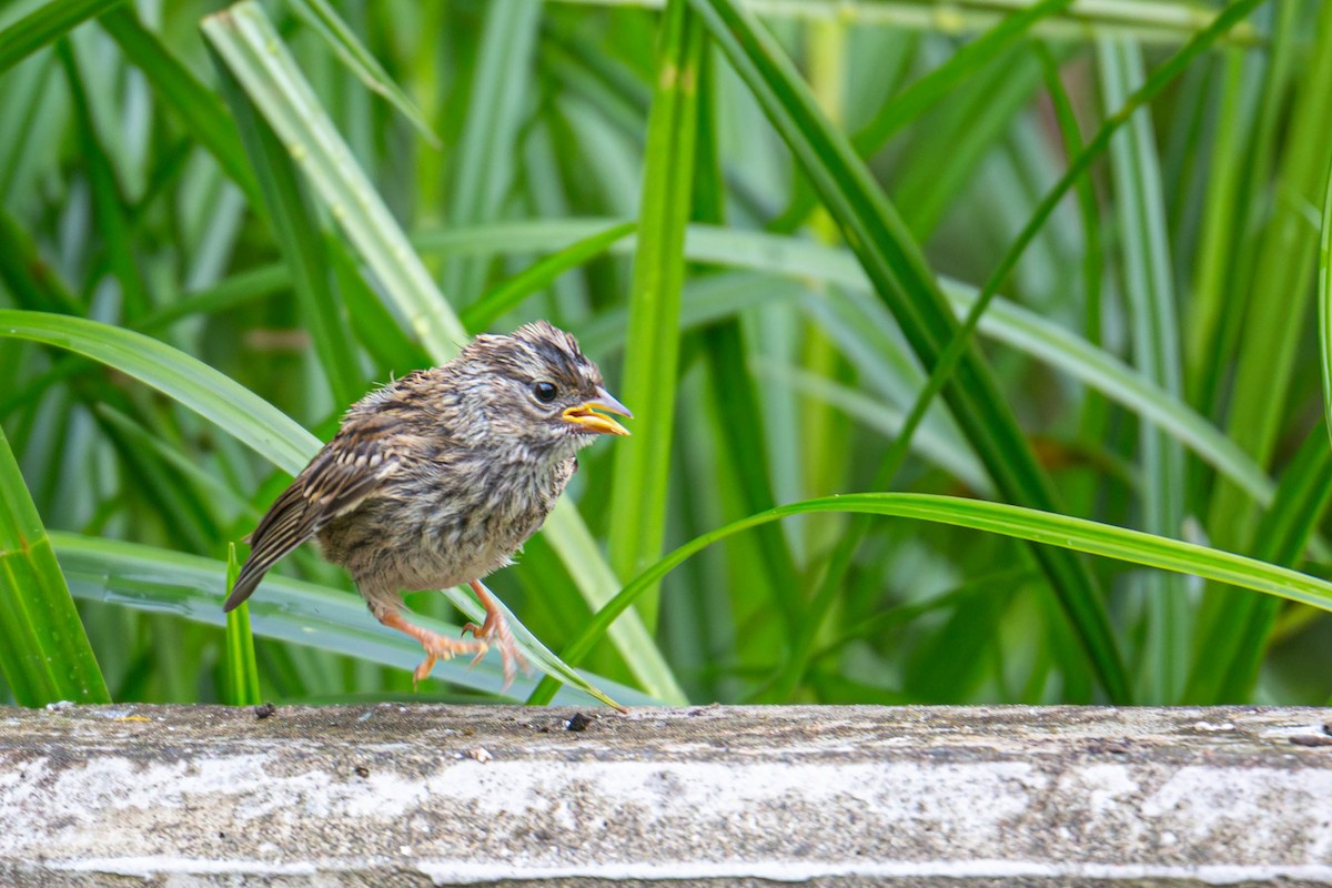 White-crowned Sparrow - Jefferson Ashby