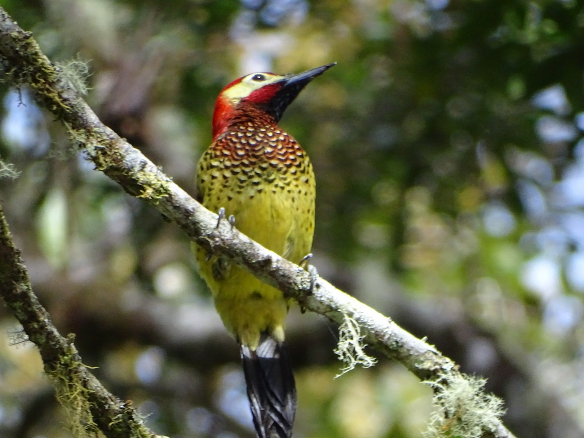 Crimson-mantled Woodpecker - Felipe Cardona Toro