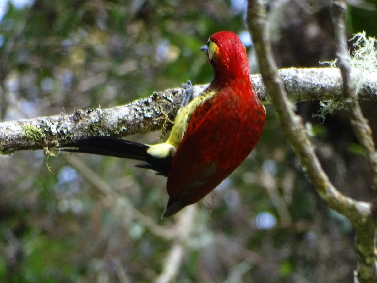 Crimson-mantled Woodpecker - Felipe Cardona Toro