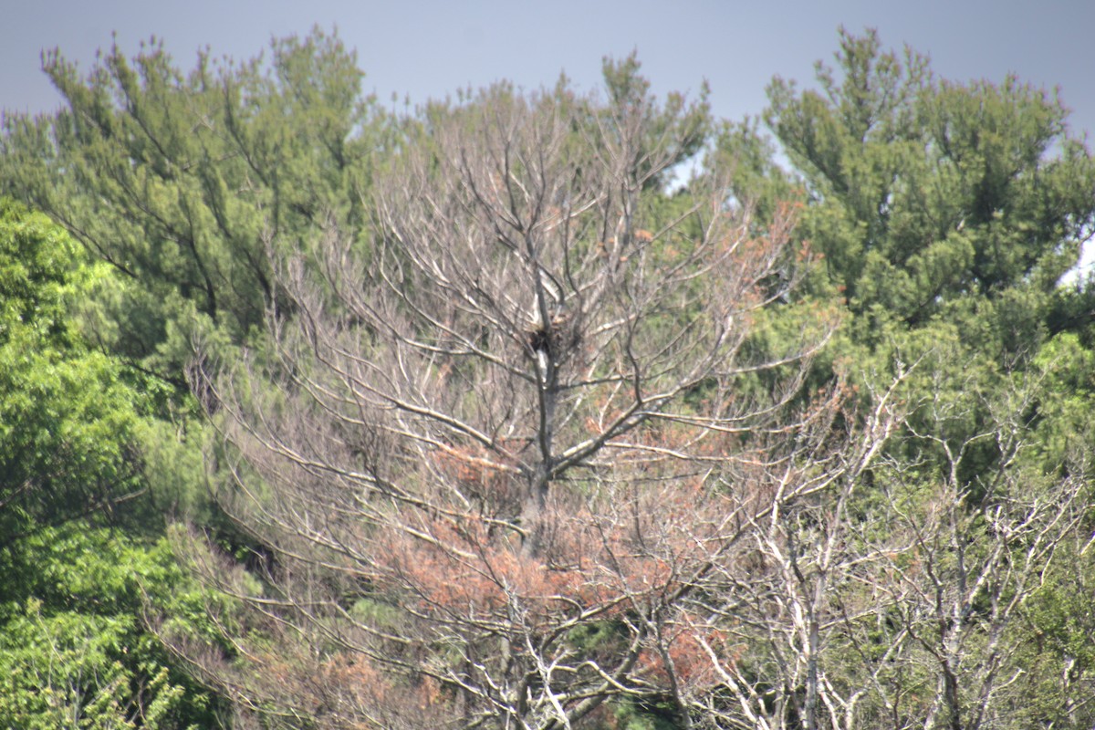 Red-tailed Hawk (borealis) - ML619639960