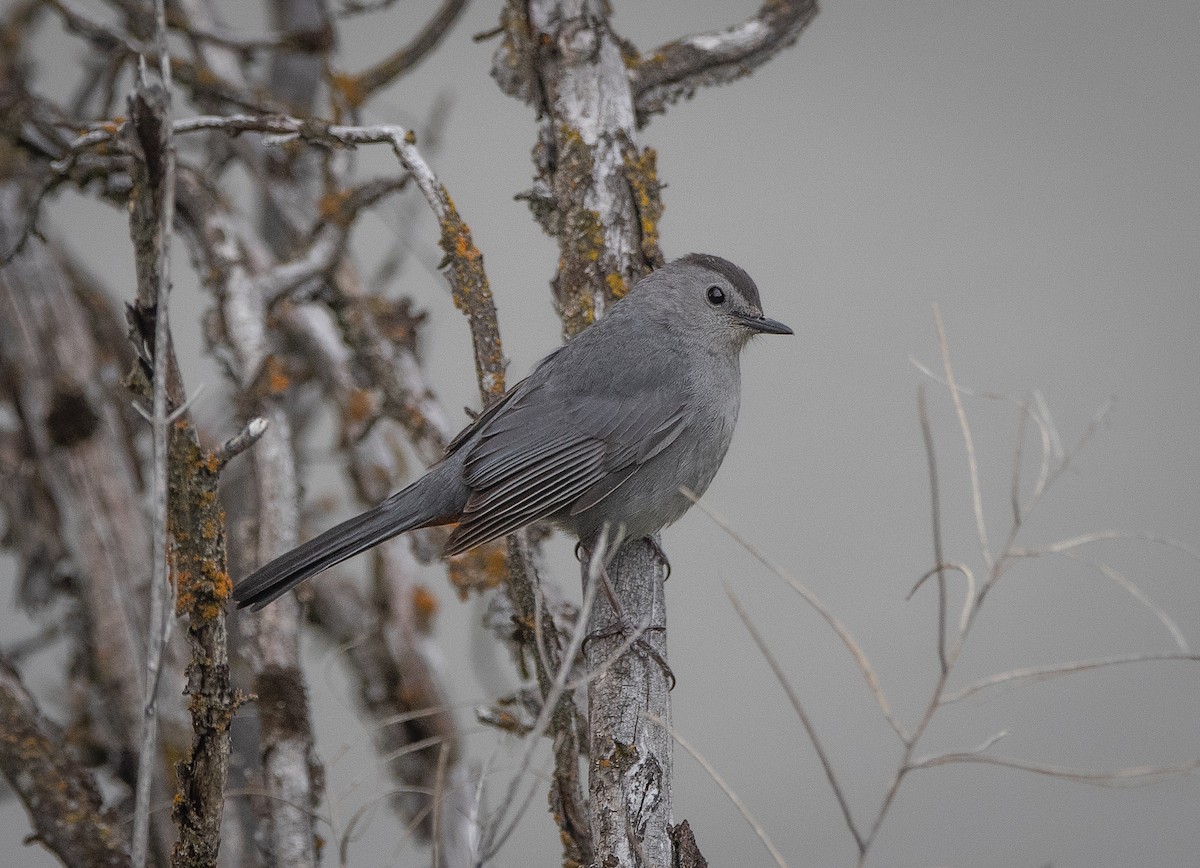 Gray Catbird - bj worth