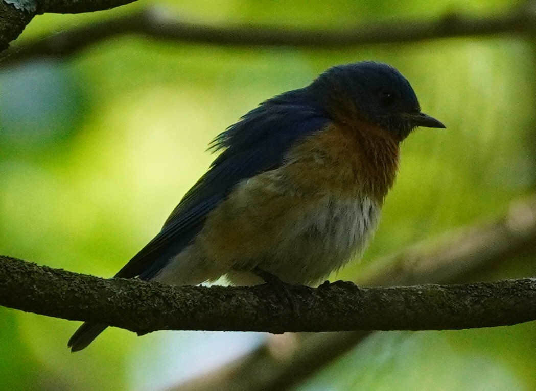 Eastern Bluebird - ML619639965