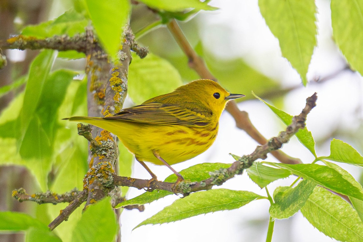 Yellow Warbler - Jefferson Ashby