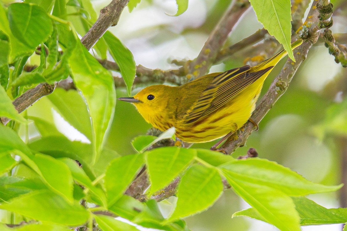 Yellow Warbler - Jefferson Ashby