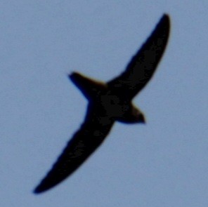 Chimney Swift - ML619639984