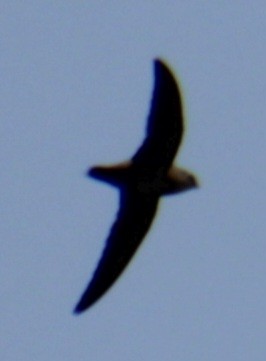 Chimney Swift - ML619639985