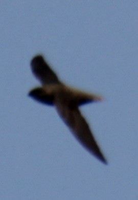 Chimney Swift - ML619639987