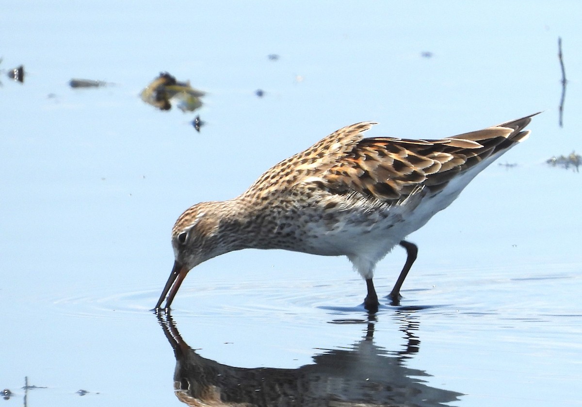 White-rumped Sandpiper - ML619639995