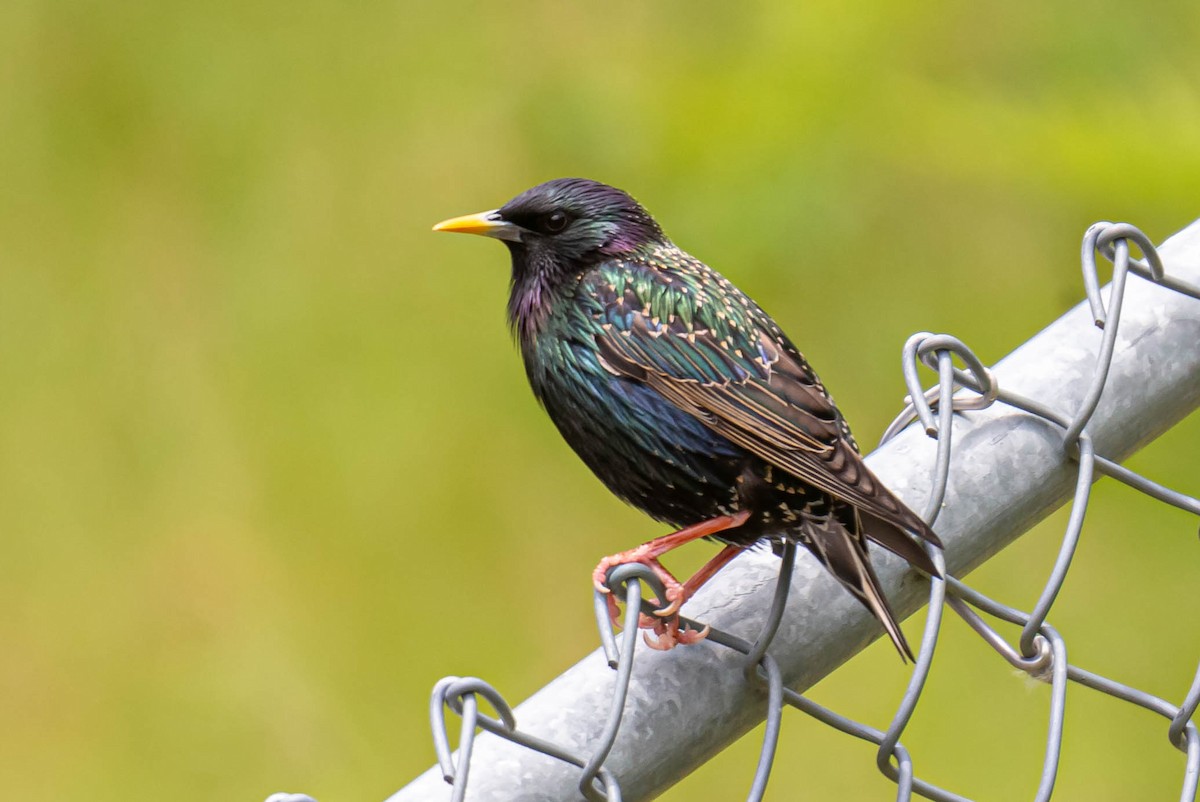 European Starling - Jefferson Ashby