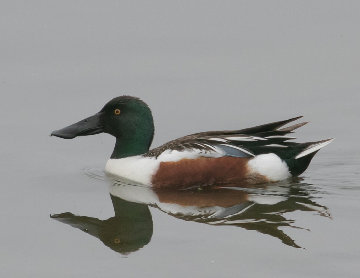 Northern Shoveler - Chris Tosdevin