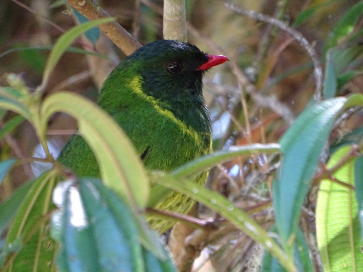 Green-and-black Fruiteater - Felipe Cardona Toro