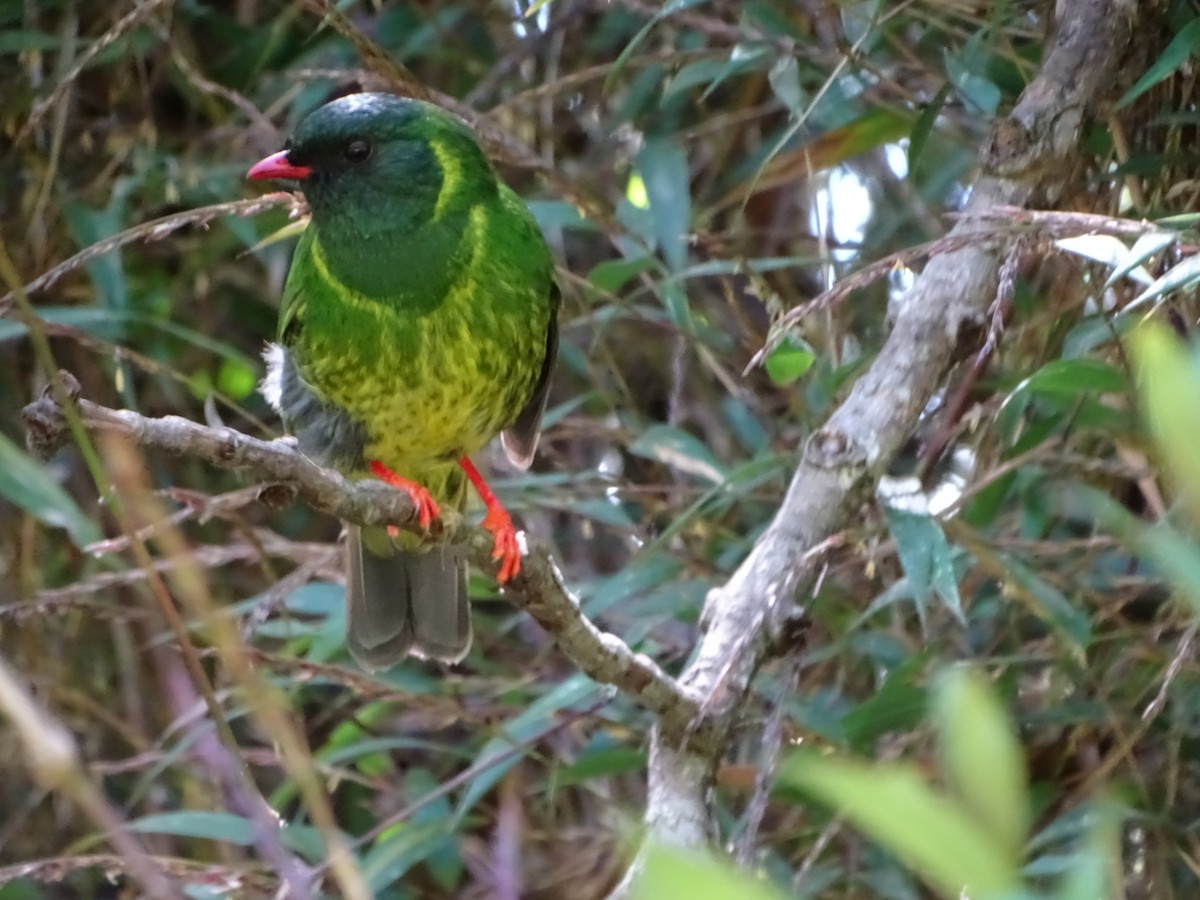 Green-and-black Fruiteater - Felipe Cardona Toro