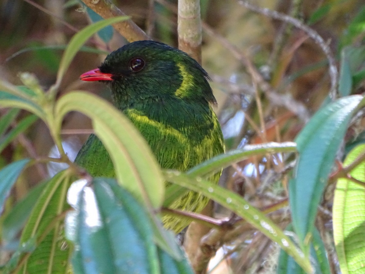 Green-and-black Fruiteater - Felipe Cardona Toro