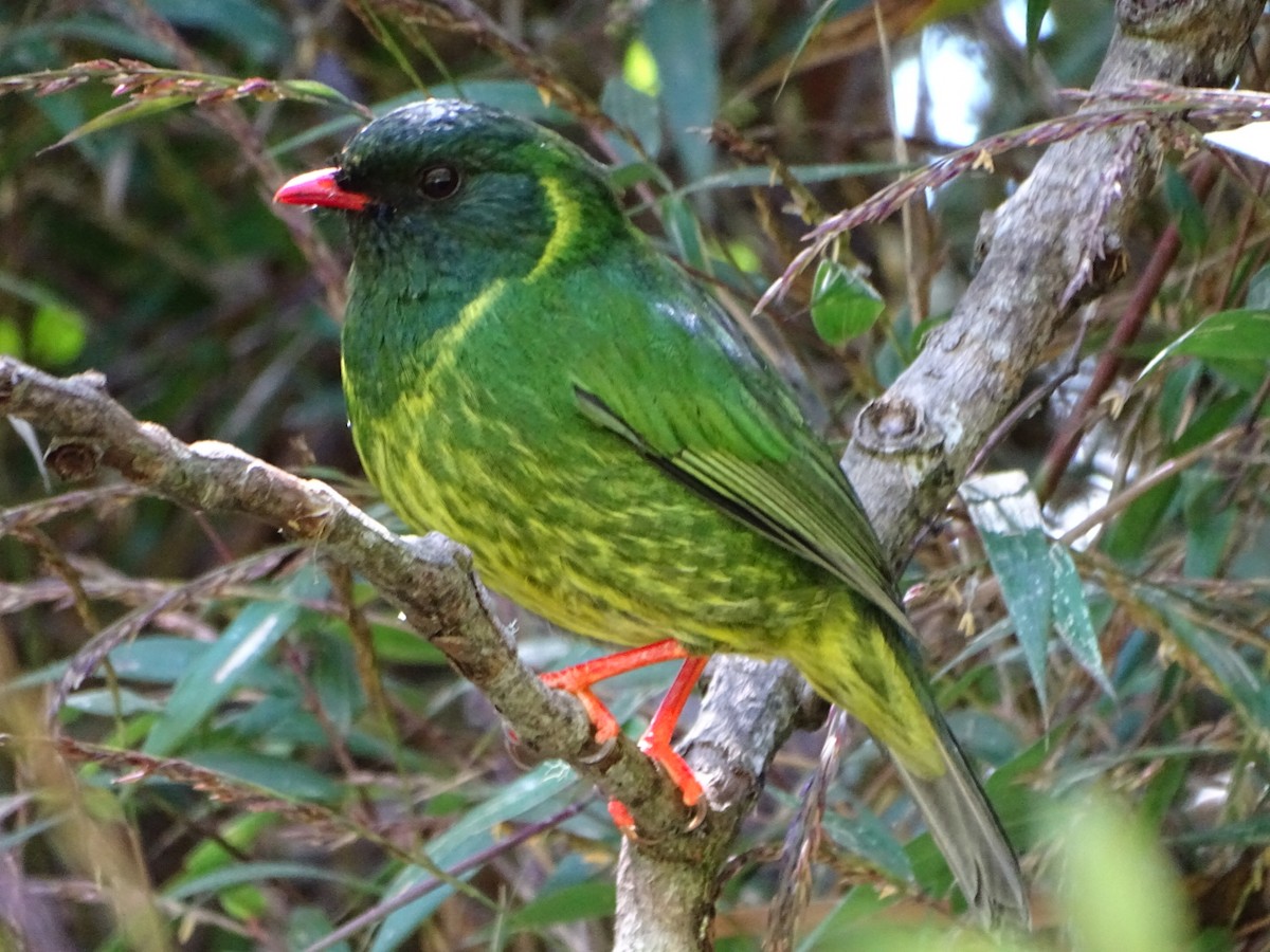 Green-and-black Fruiteater - Felipe Cardona Toro