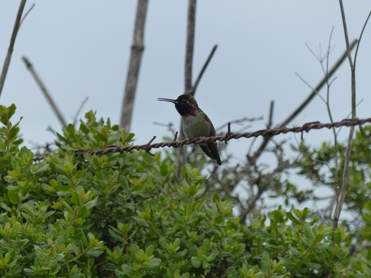 Anna's Hummingbird - ML619640017