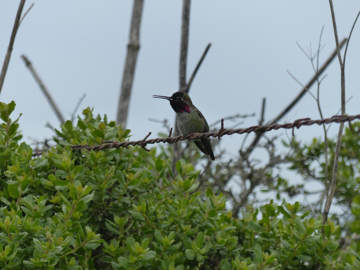 Colibrí de Anna - ML619640017