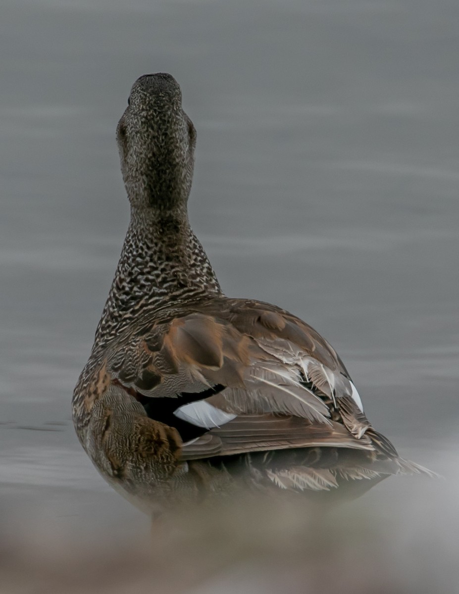 Gadwall - Chris Tosdevin