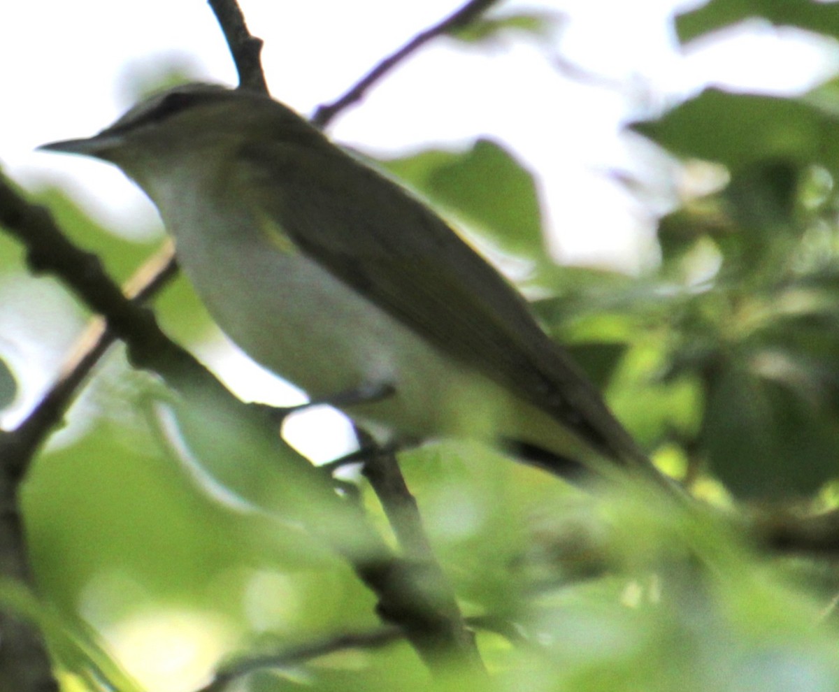 Red-eyed Vireo - Samuel Harris