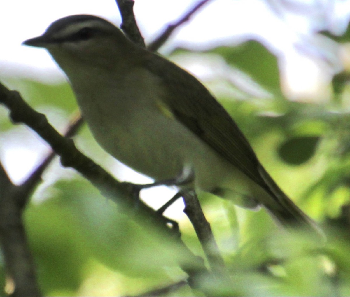 Red-eyed Vireo - Samuel Harris