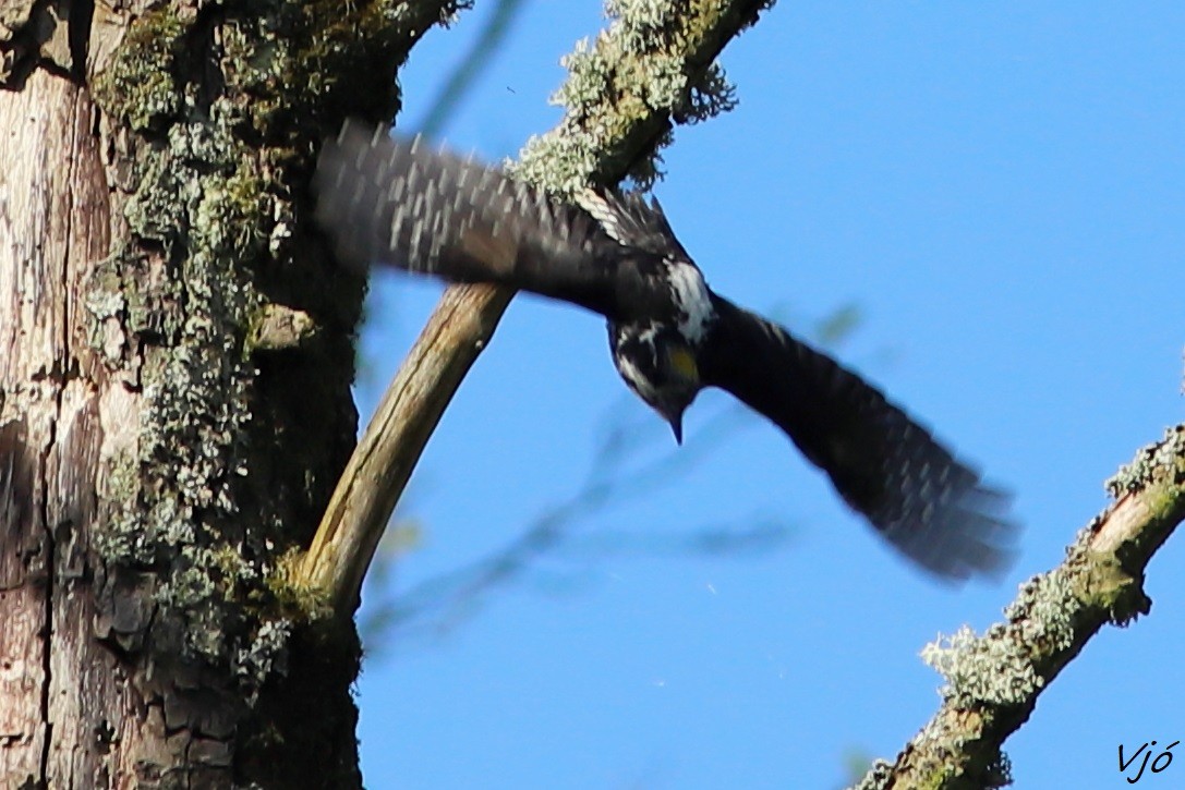 Eurasian Three-toed Woodpecker - Lluís Vilamajó