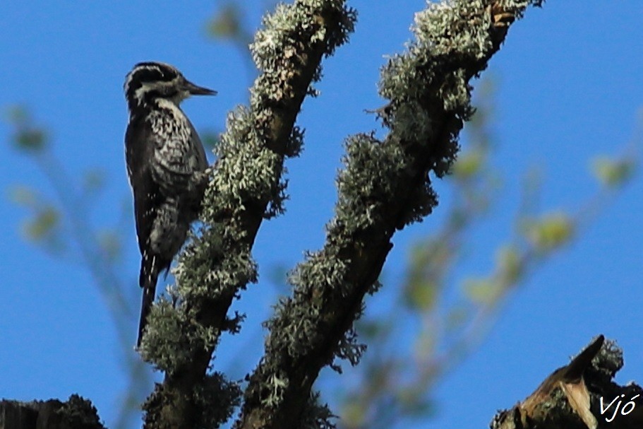 Eurasian Three-toed Woodpecker - Lluís Vilamajó