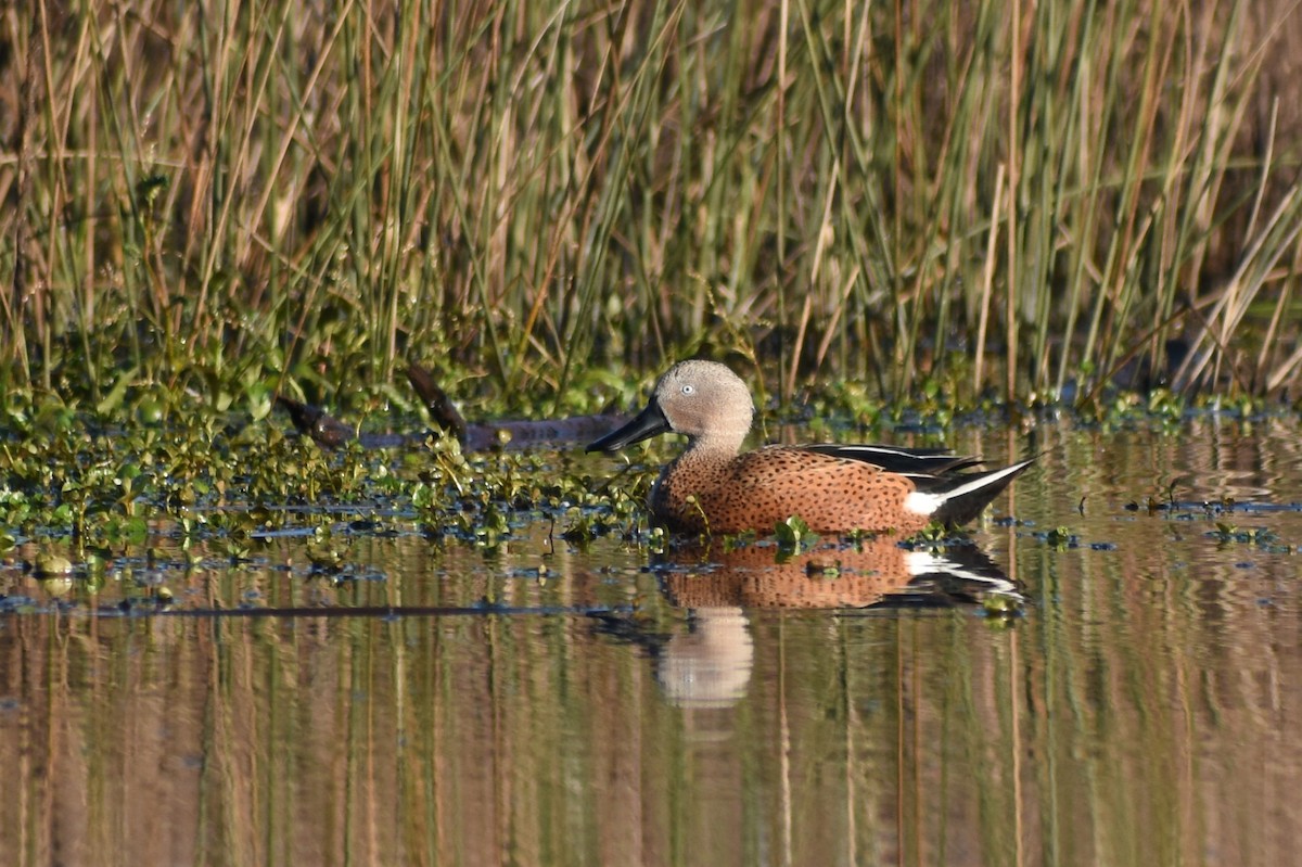 Red Shoveler - Chris Peters