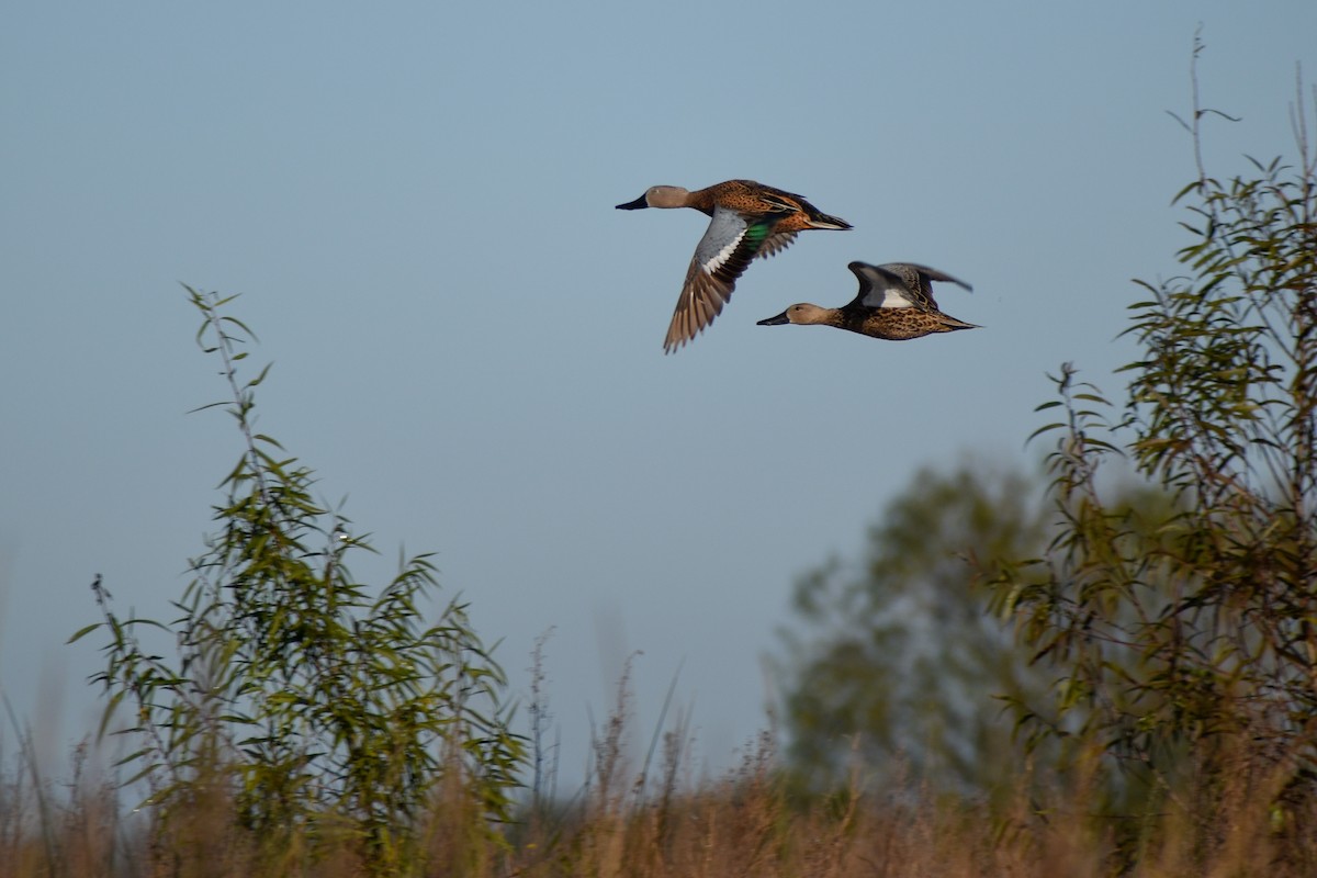 Red Shoveler - Chris Peters