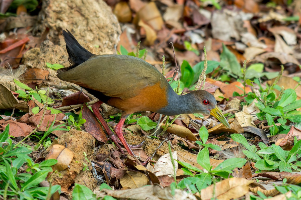 Gray-cowled Wood-Rail - Marcelo  Telles