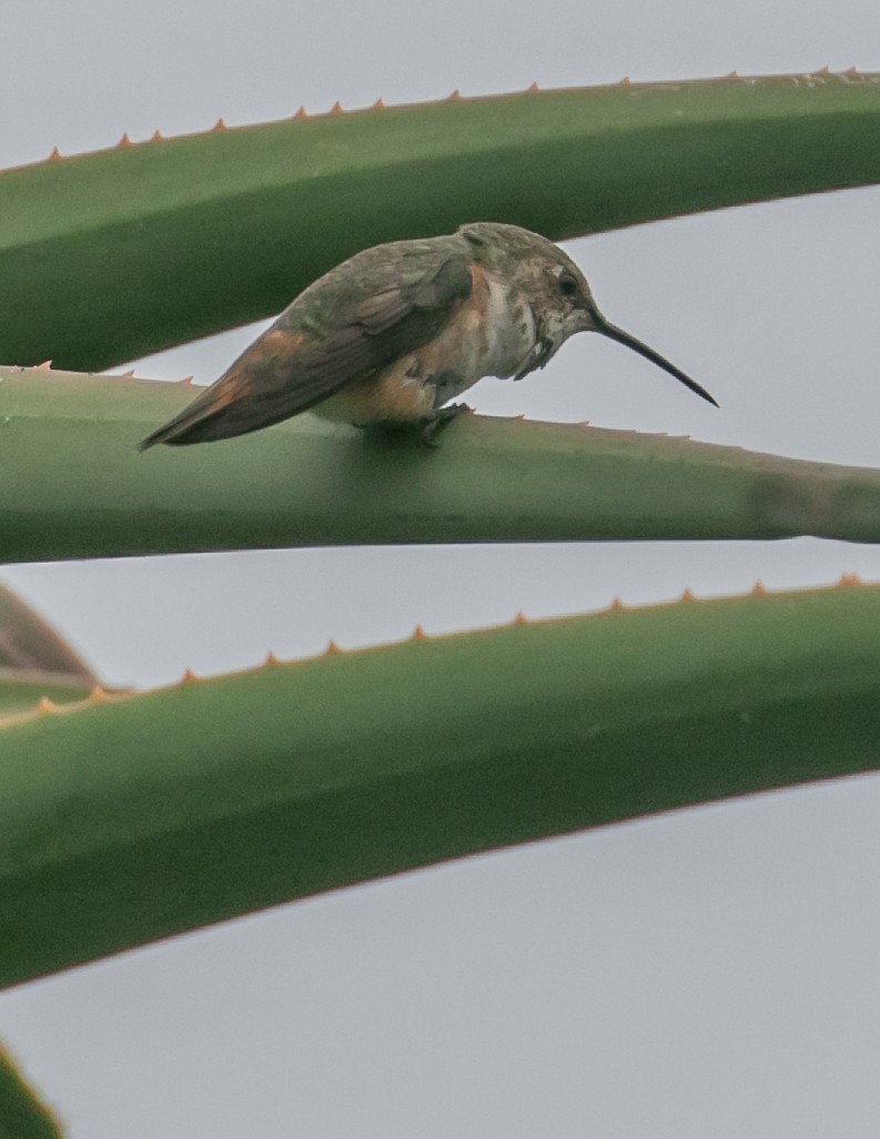 Allen's Hummingbird - Chris Tosdevin