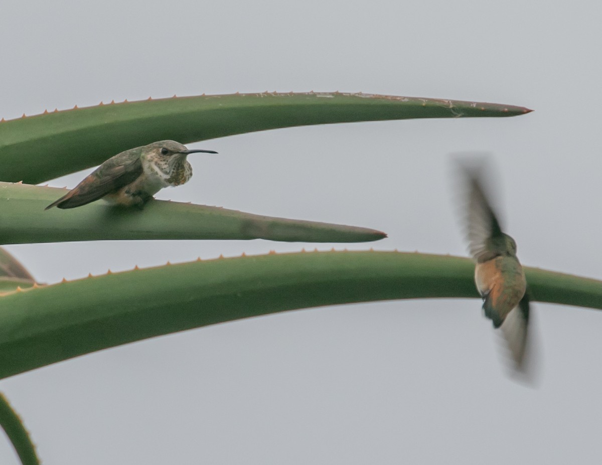 Allen's Hummingbird - Chris Tosdevin