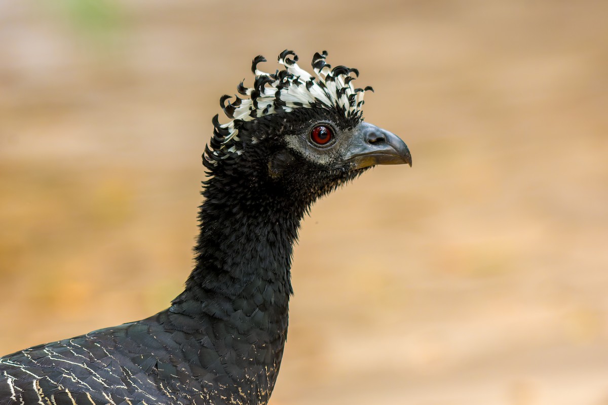 Bare-faced Curassow - ML619640071
