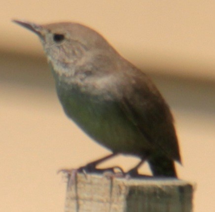 House Wren (Northern) - Samuel Harris