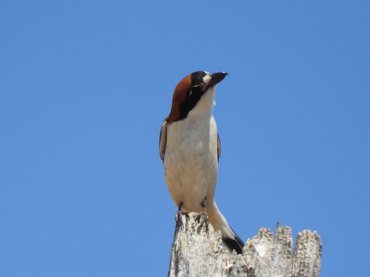 Woodchat Shrike - Miguel Ángel  Pardo Baeza