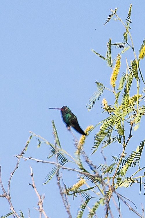 Broad-billed Hummingbird - Karla Salyer