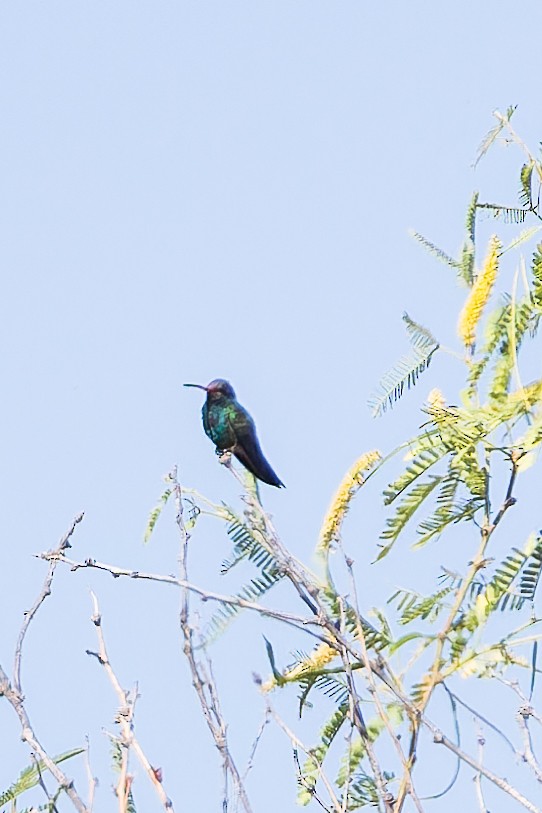 Broad-billed Hummingbird - Karla Salyer