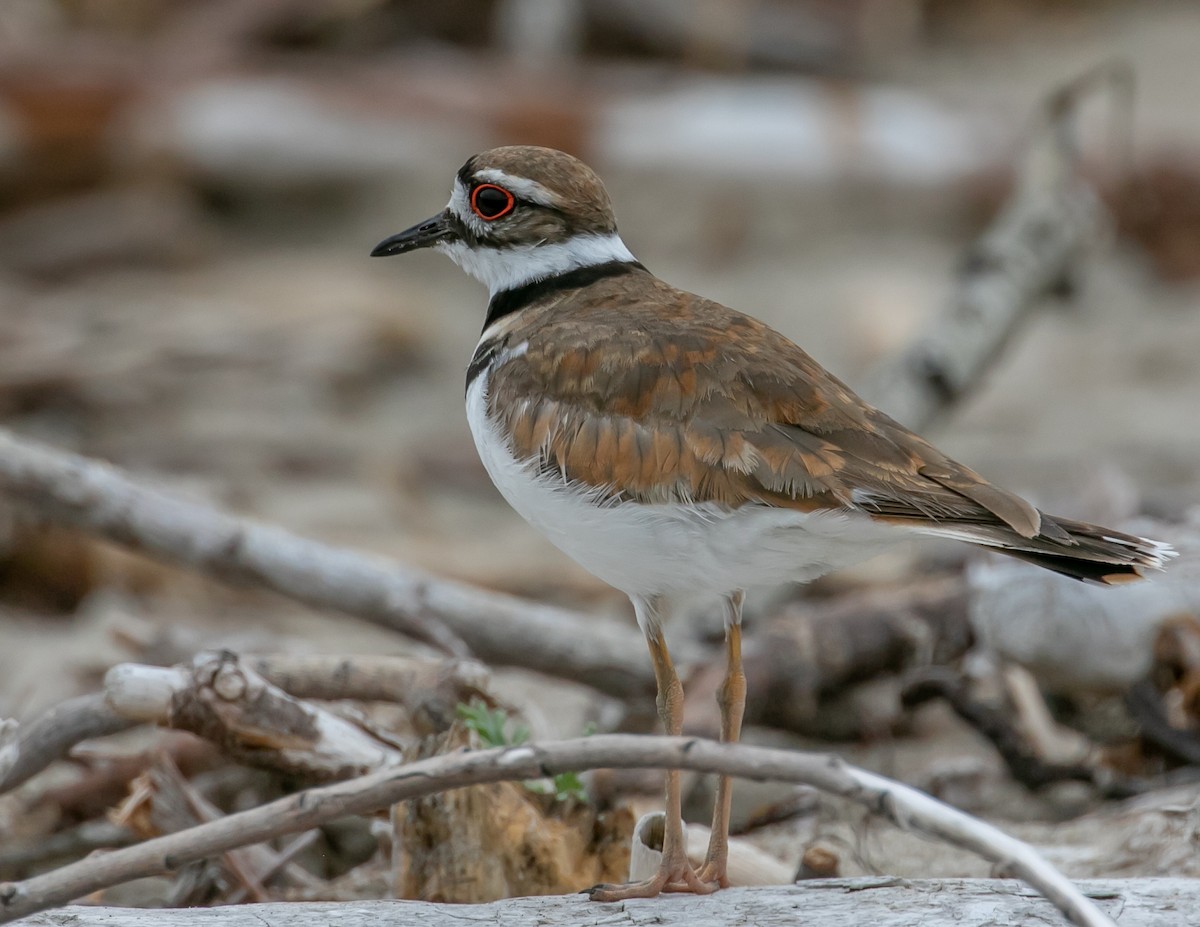 Killdeer - Chris Tosdevin