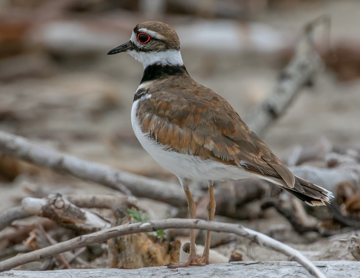 Killdeer - Chris Tosdevin